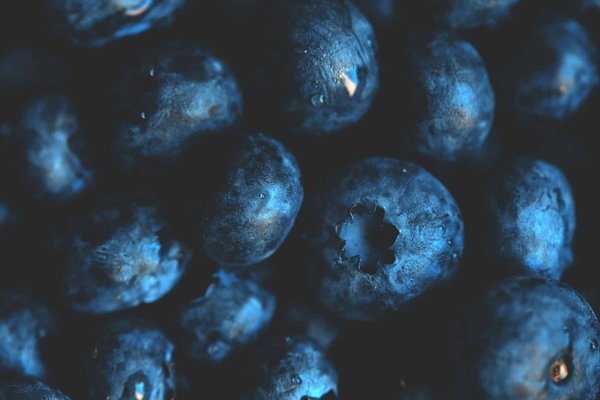 Quels sont les meilleurs moyens de cultiver des myrtilles en zone urbaine ?