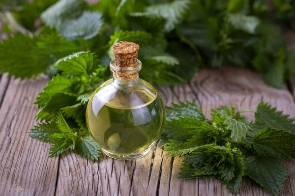 Quelles sont les meilleures espèces de plantes pour un jardin médicinal?